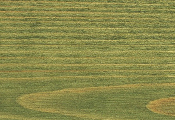 Saicos Holz-Spezialol (0116 Масло для сосны и импрегнированной древесины, 2,5 л.)